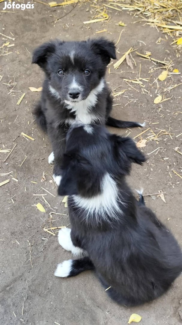 Border Collie  jellegű kiskutyák ingyen elvihetők!