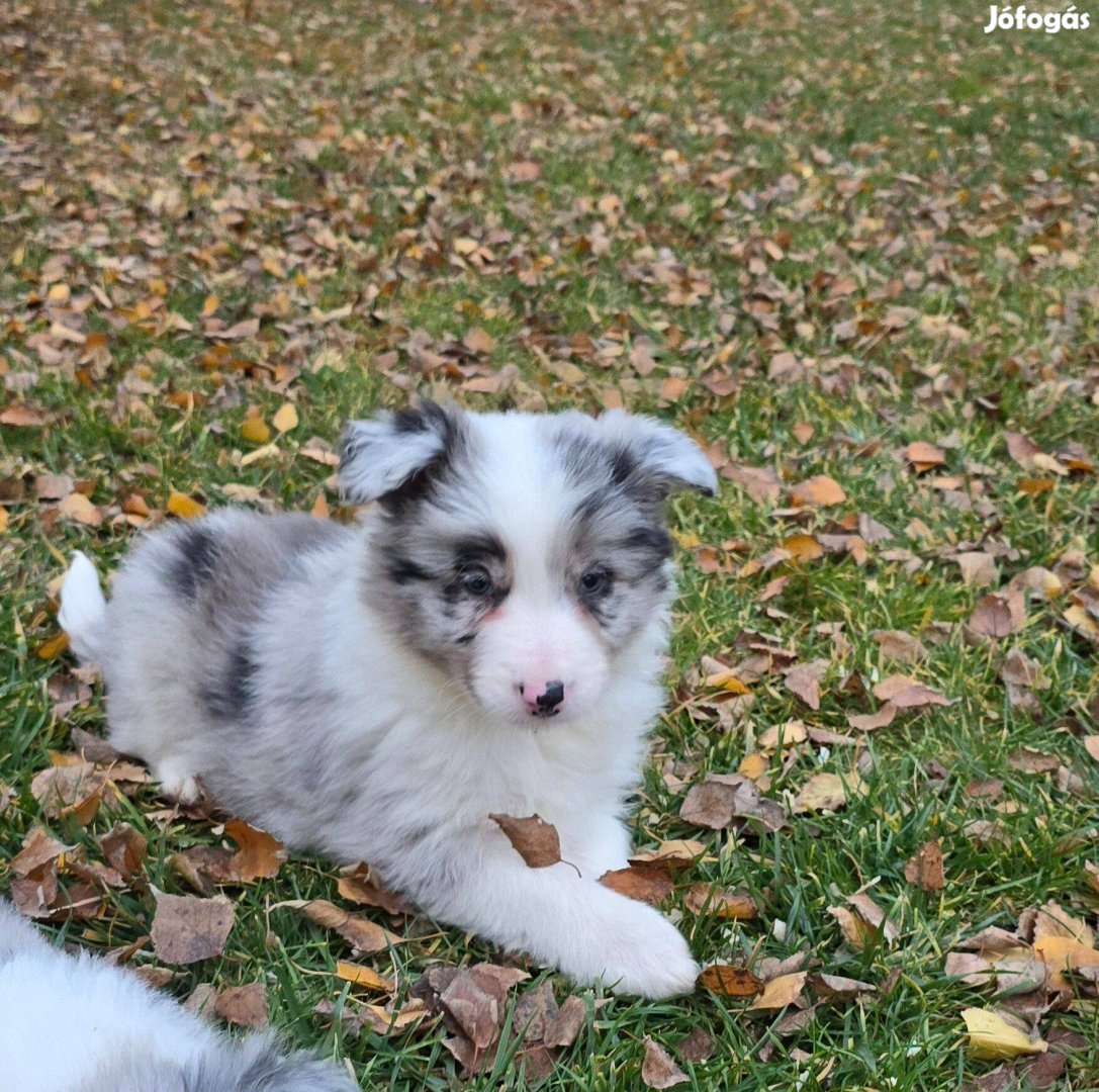 Border Collie fajtatiszta jellegű kölykök