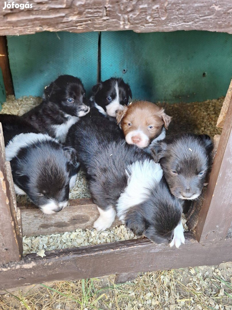 Border Collie fajtatiszta jellegű kölykök eladók