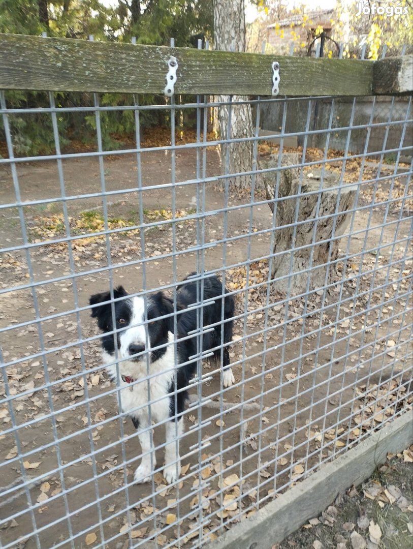 Border Collie jellegű kutya ingyen elvihető