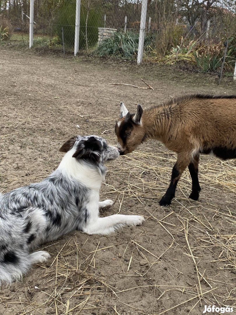 Border collie fajtajellegű ingyen elvihető