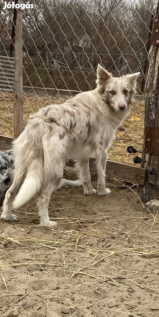 Border collie fajtajellegű ingyen elvihető