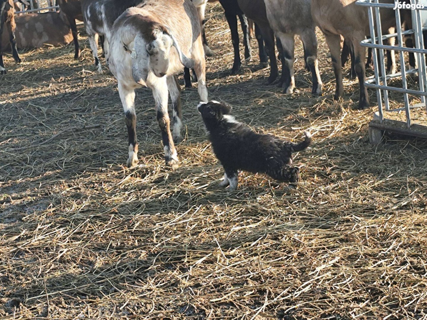 Border collie fajtajellegű kiskutyák