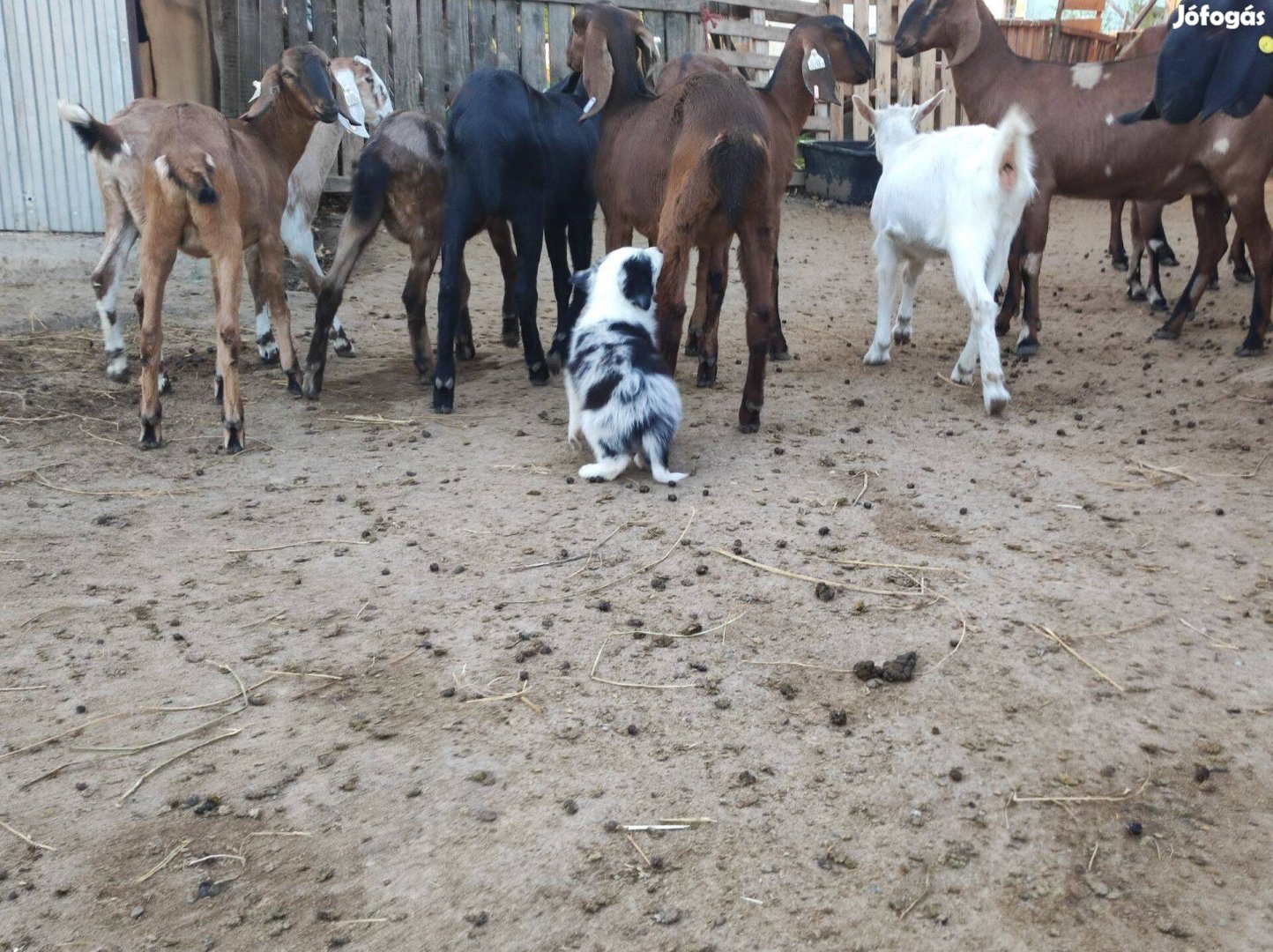 Border collie fajtatiszta jellegű ingyen