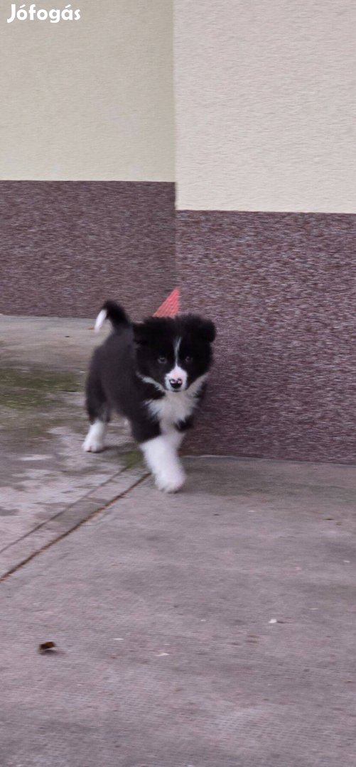 Border collie fajtatiszta jellegű kölyök