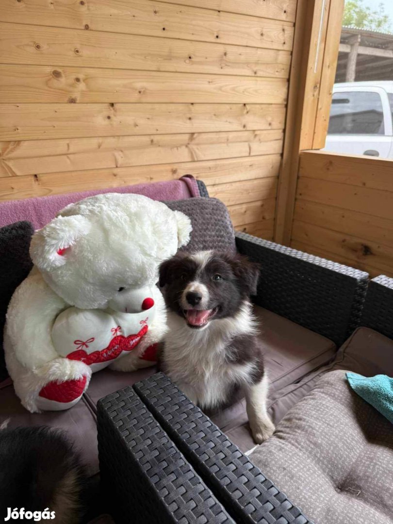 Border collie jellegű