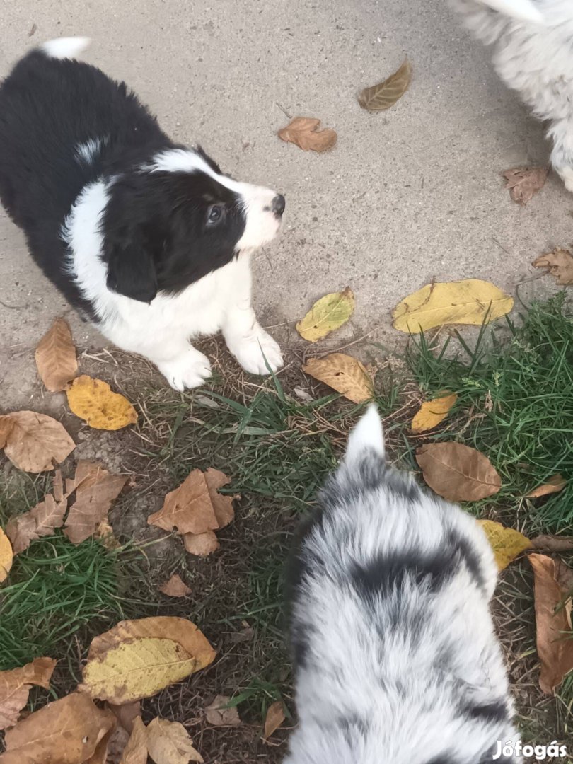 Border collie jellegű kiskutyák ingyen elvihetők