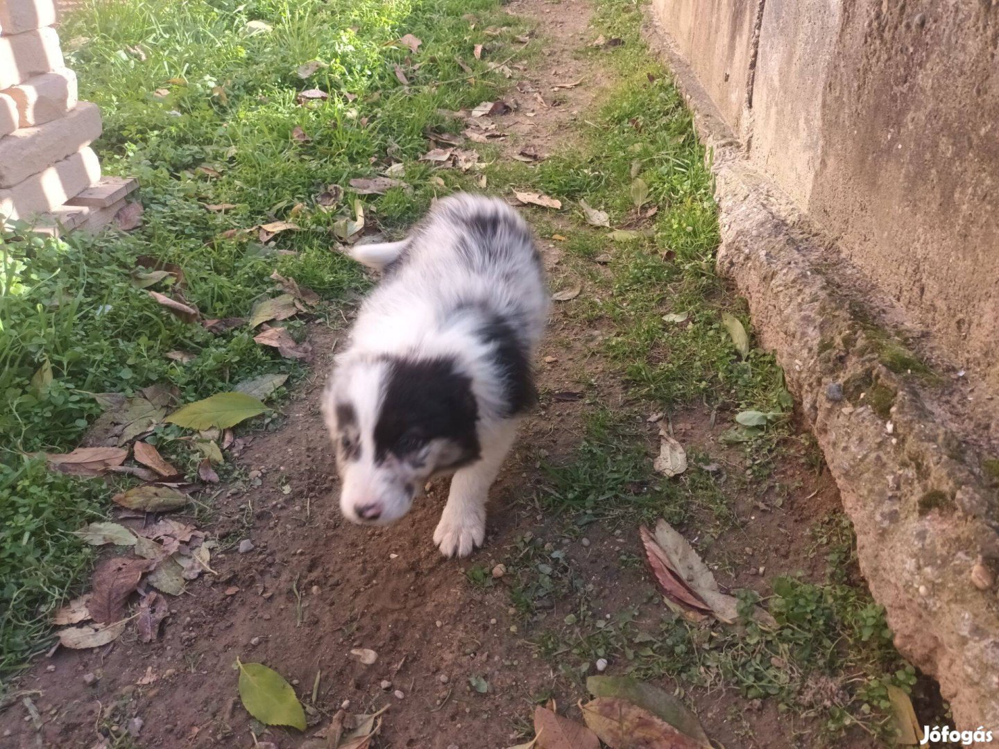 Border collie jellegű kiskutyák ingyen elvihetők