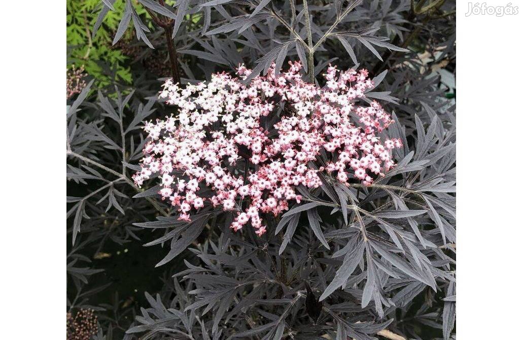 Bordó levelű djszbodza Sambucus nigra 'Black Lace'