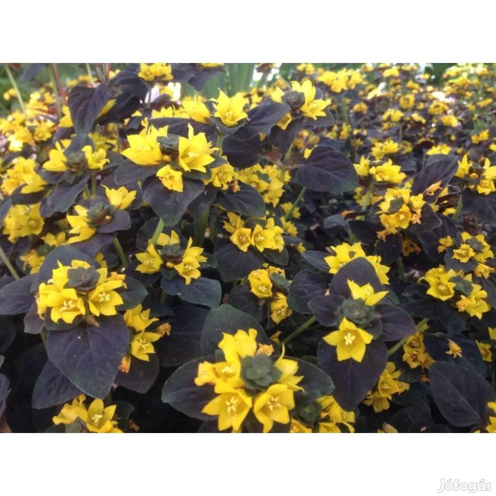 Bordó levelű sárga virágú lizinka