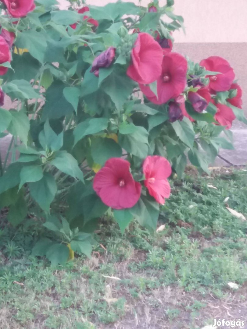 Bordó mocsári hibiszkus évelő vödörnyi szédszedhető bokor őszre