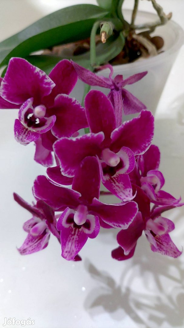 Bordó virágú orchidea 