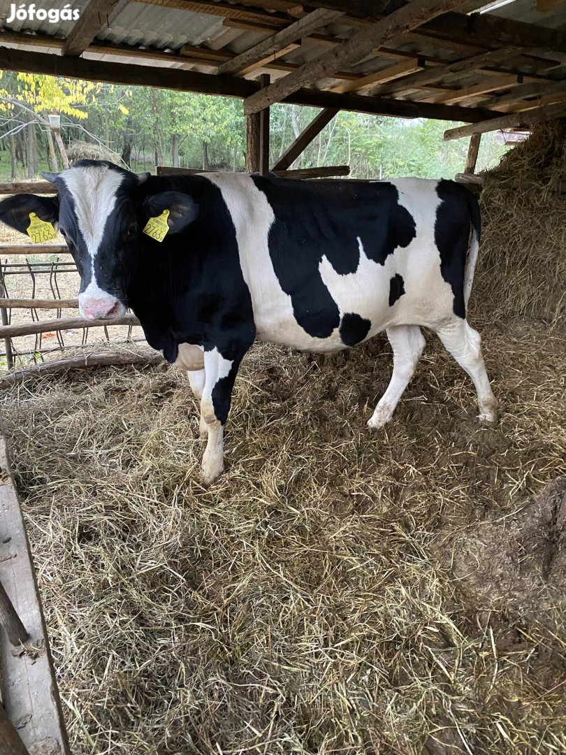 Borjú bika Hf. Eladó 