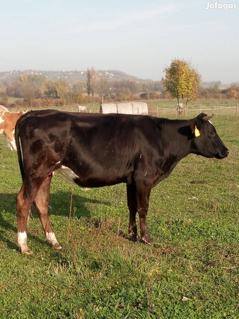 Borjú csere érdekel