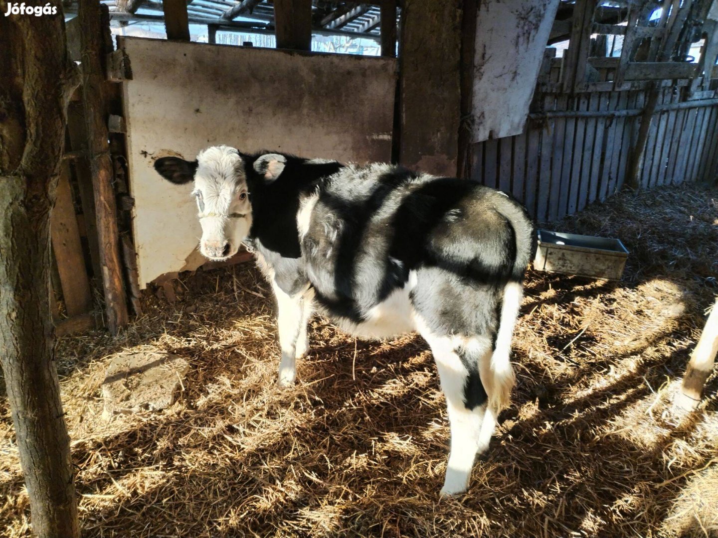 Borjú eladó Soltvadkert