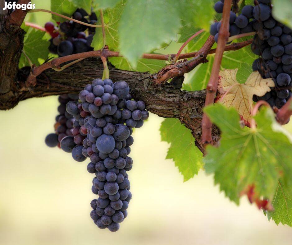 Borszőlő eladó - cabernet sauvignon