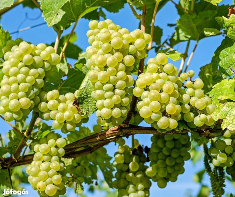 Borszőlő eladó - chardonnay