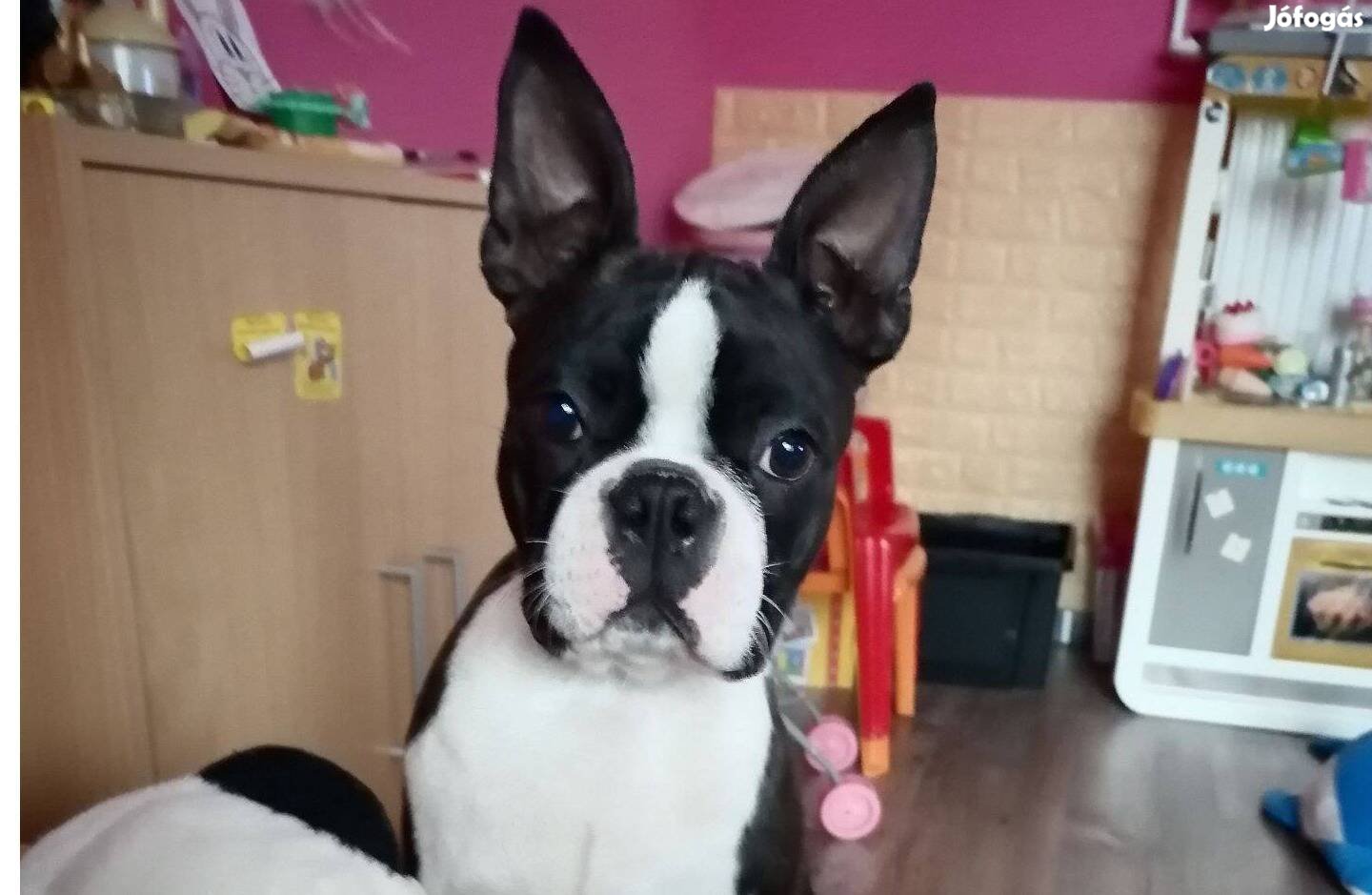 Boston terrier fiú