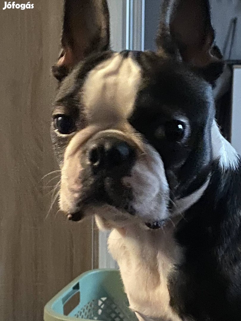 Boston terrier jellegű őrökbefogadható