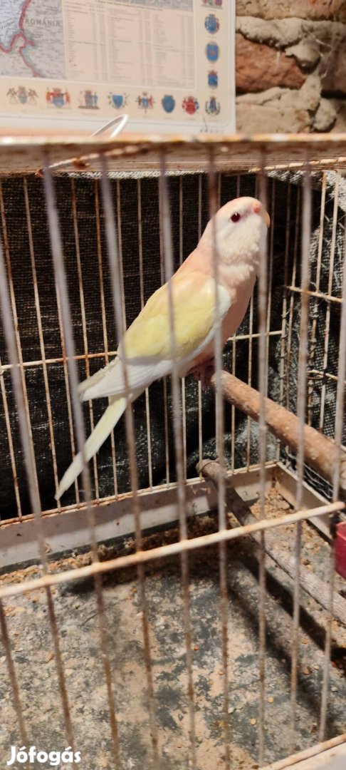 Bourk papagáj tojó