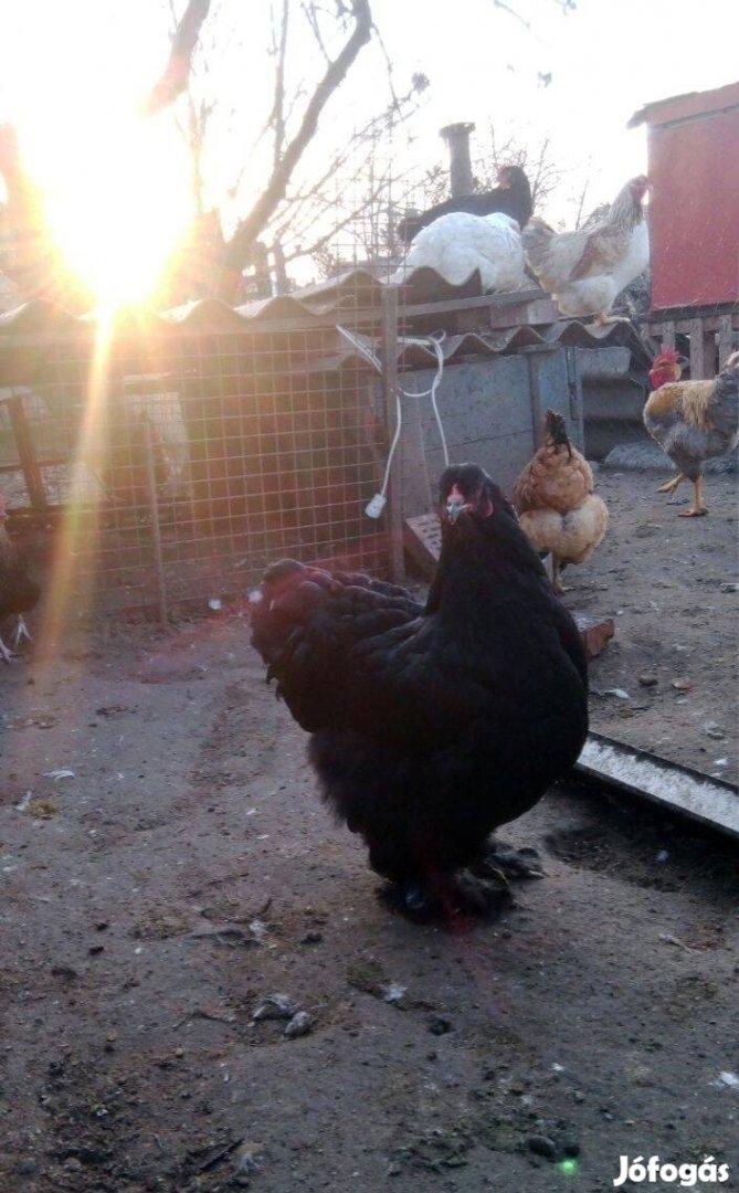 Brahma családok eladók
