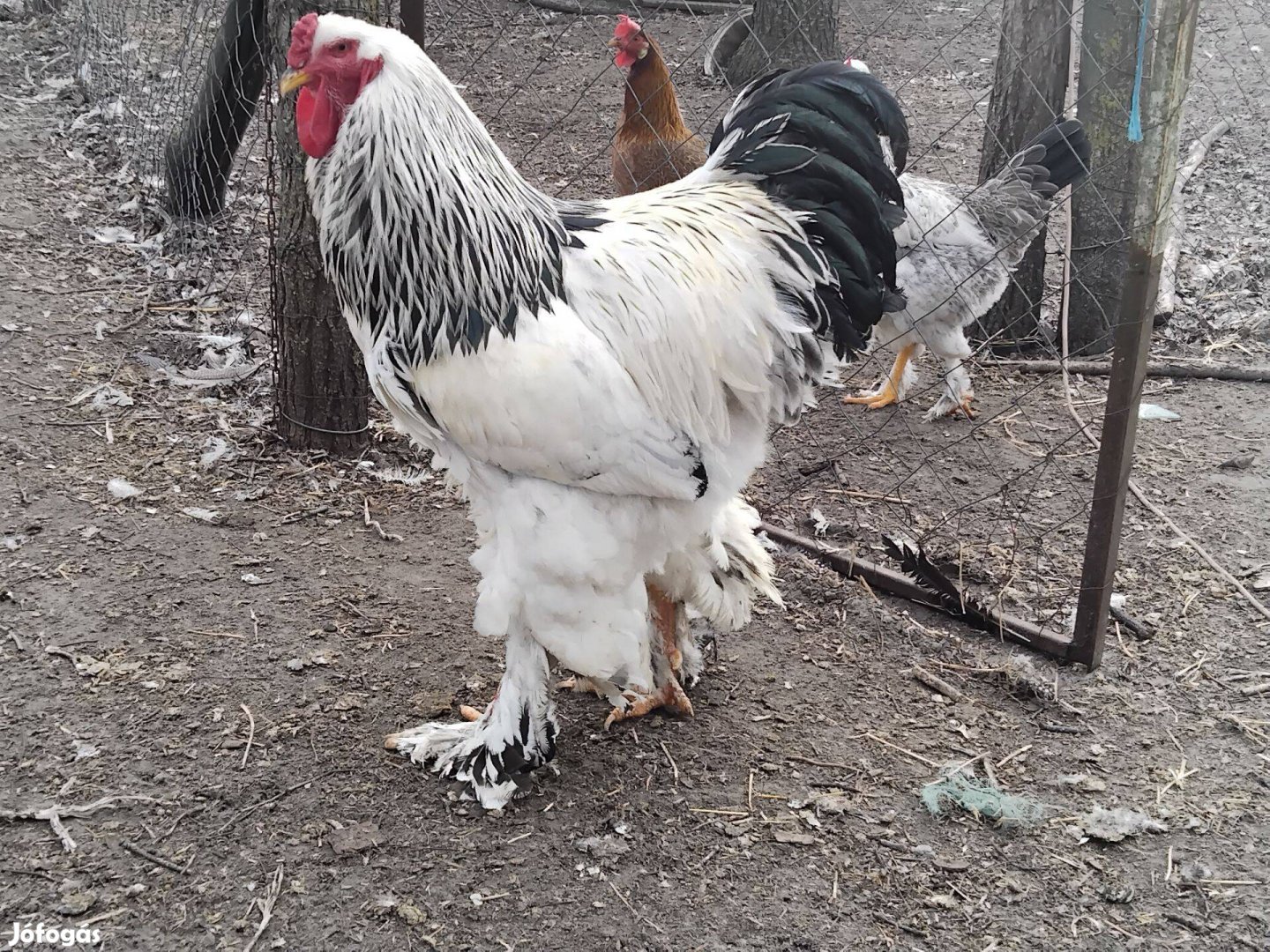 Brahma hetes napos csibek eladók