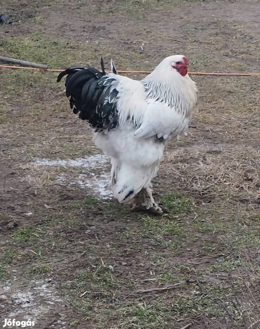 Brahma kakas eladó 