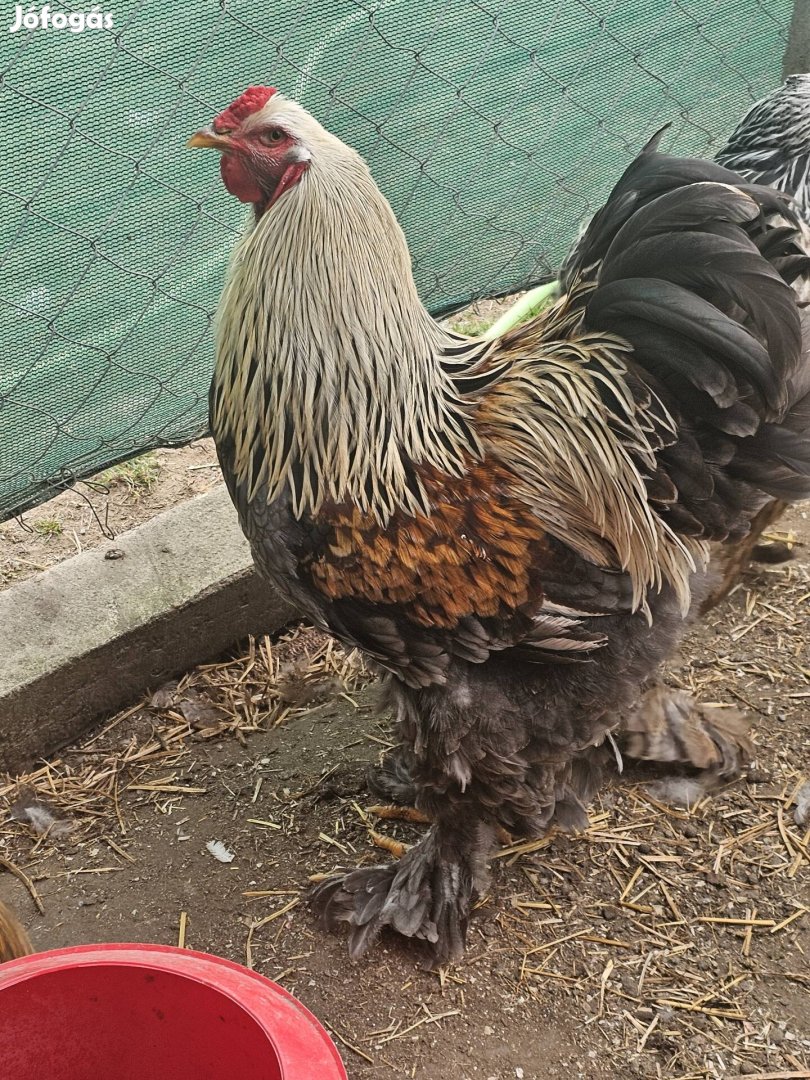 Brahma kakasok eladók! 8 ezerdb Helyileg Vasmegyer!