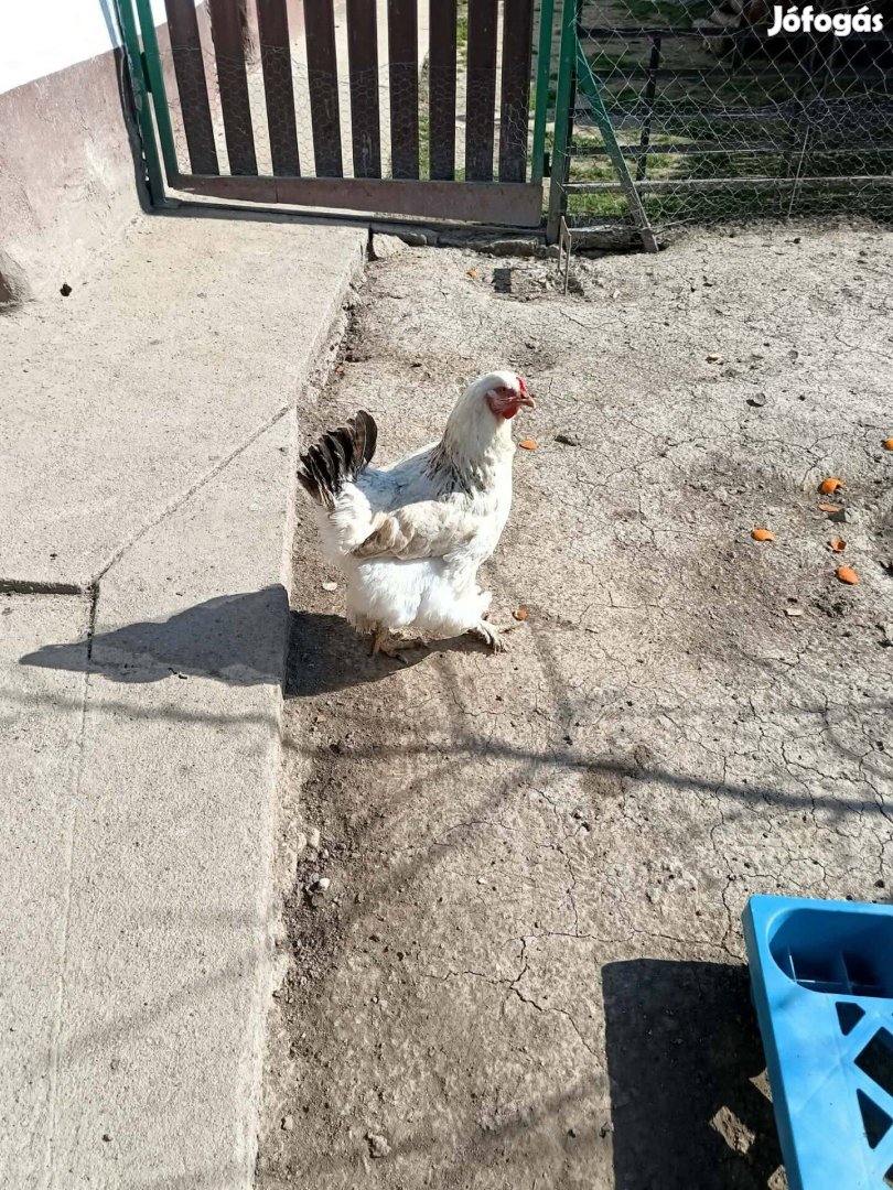 Brahma tyúk eladó