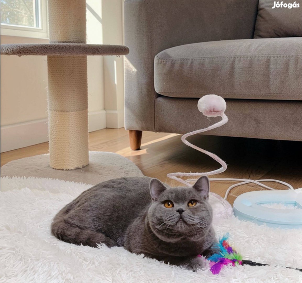 Brit rövidszőrű kandúr cica