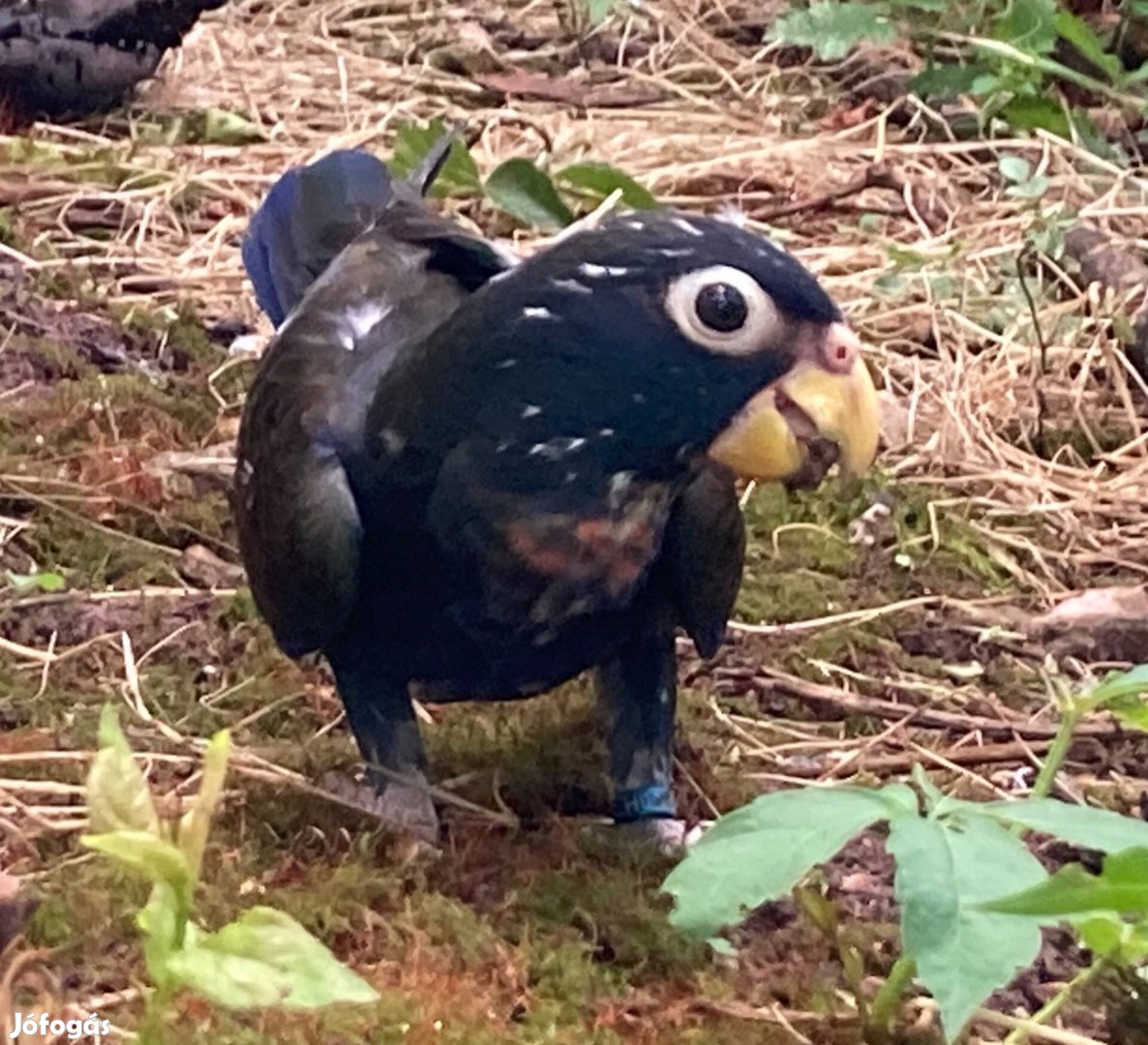 Bronzszárnyú papagáj pár, Pionus