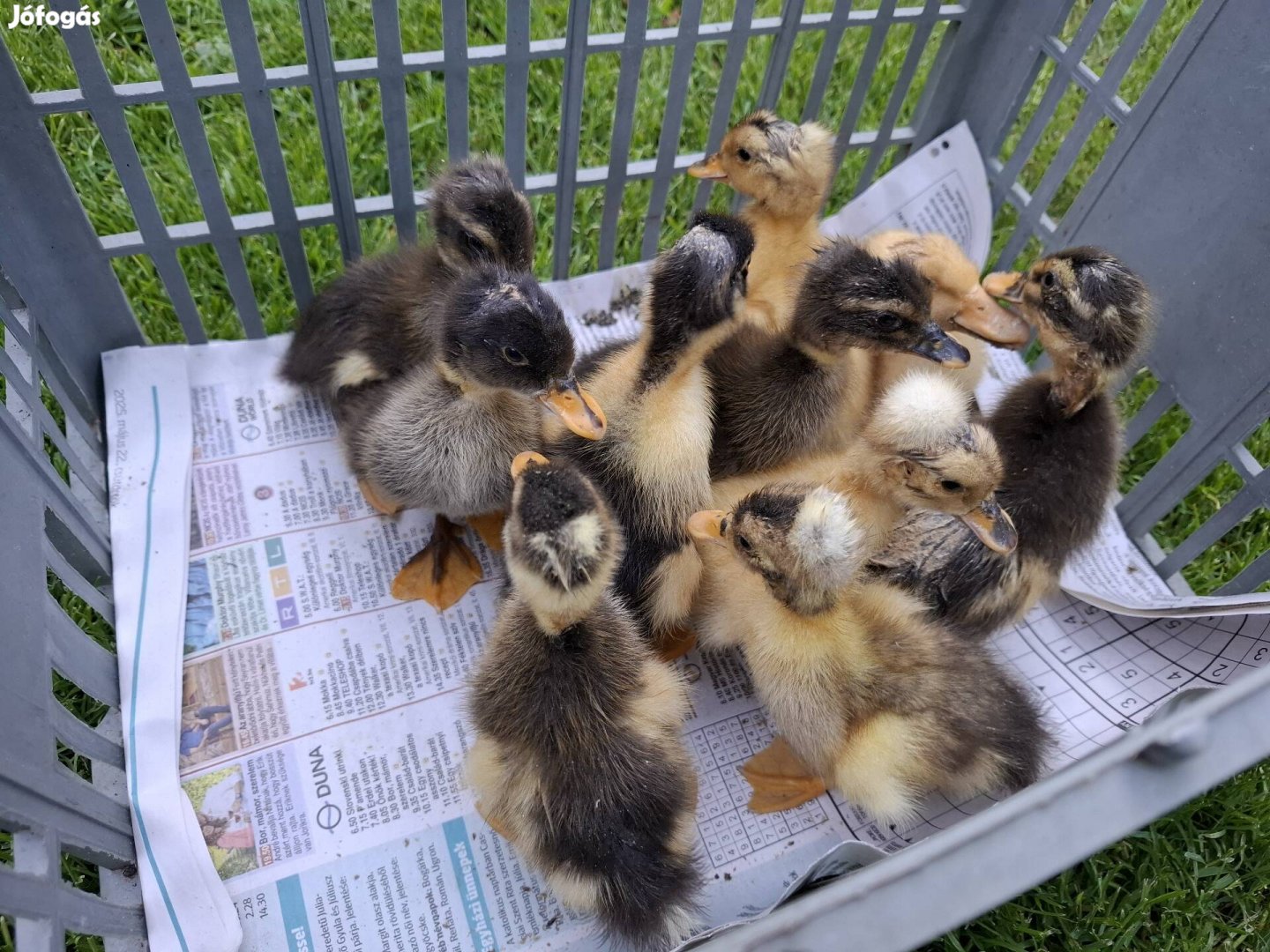 Búbos Kacsa Tojás !