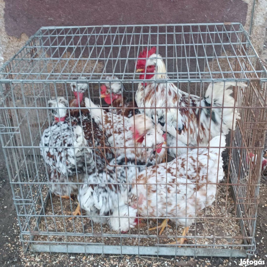 Búbos, kopasznyakú, porcelán tyúkoktól tenyész tojás eladó