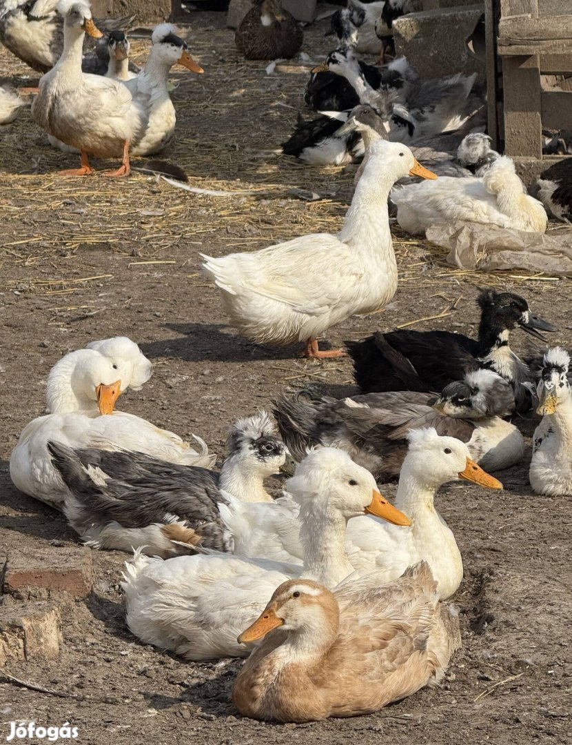 Bubos kacsa Tojas keltetesre