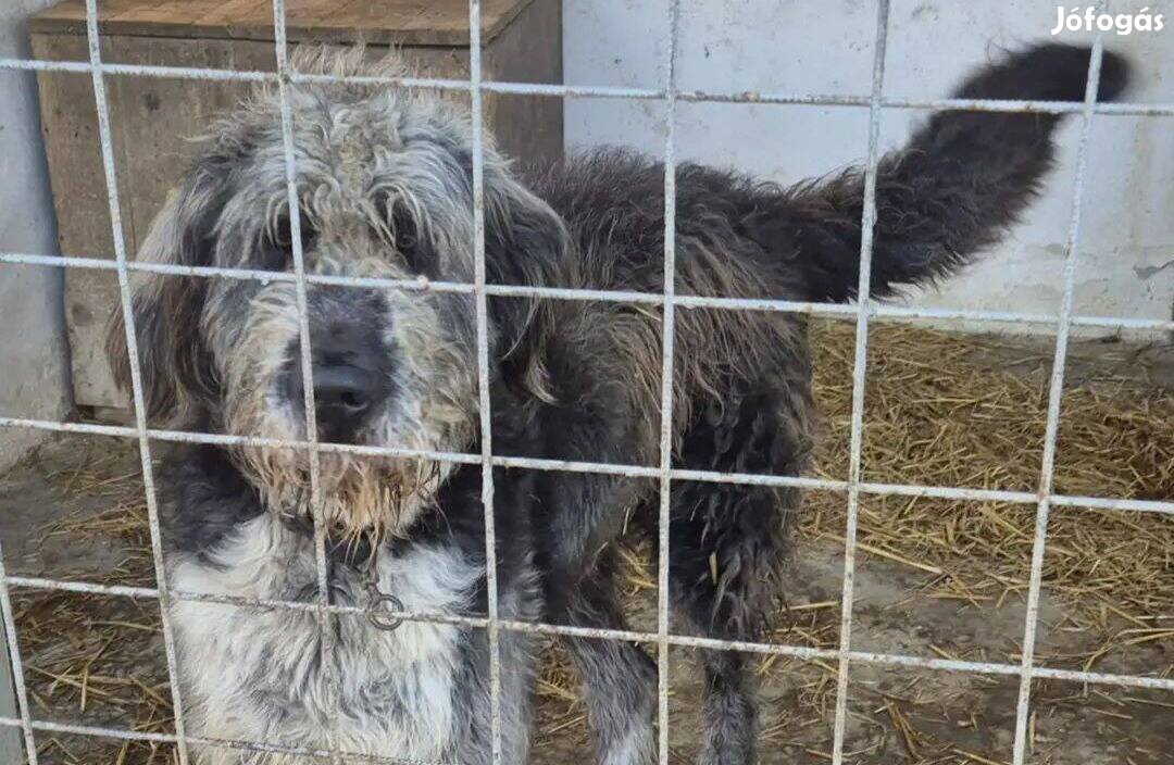 Buci: 1 éves keverék kan örökbe fogadható