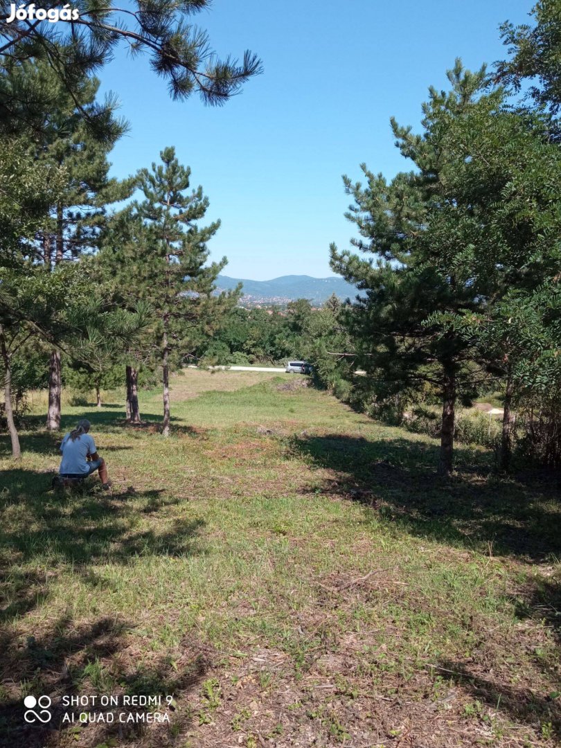 Budakalászi telek