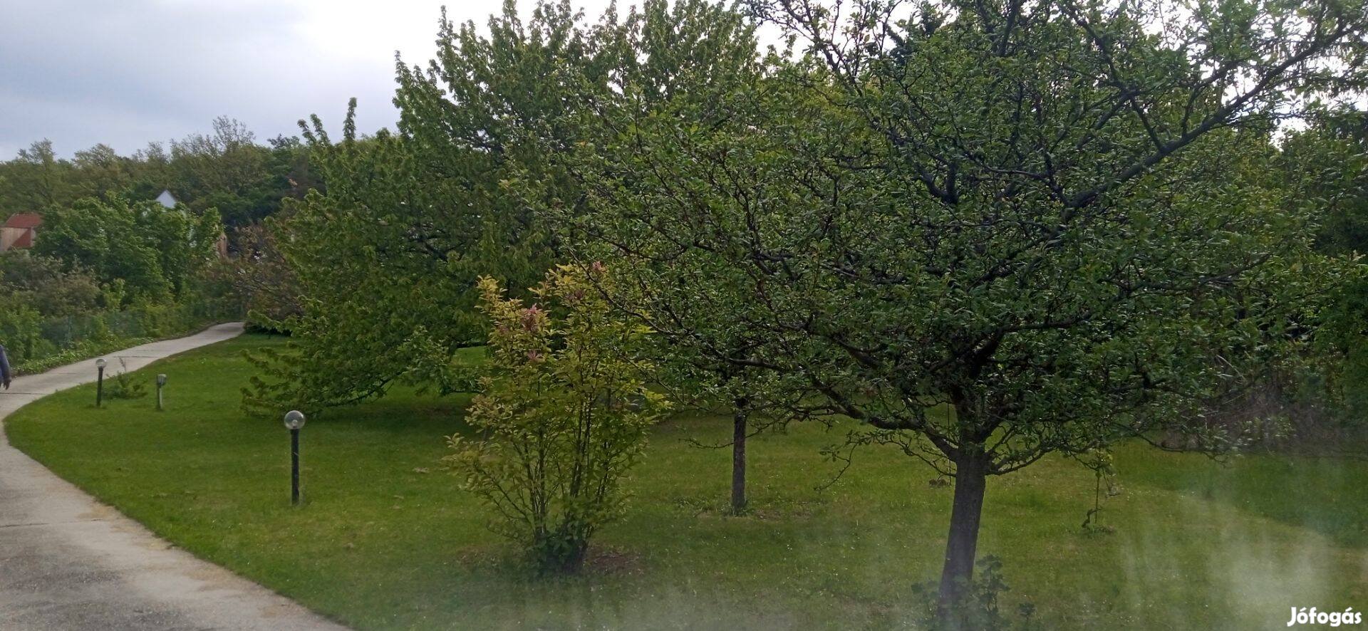Budakeszi makkos, telek