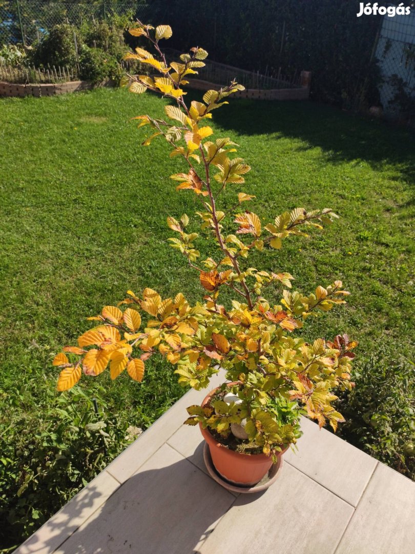 Bükkfa Bonsai Sopronbol