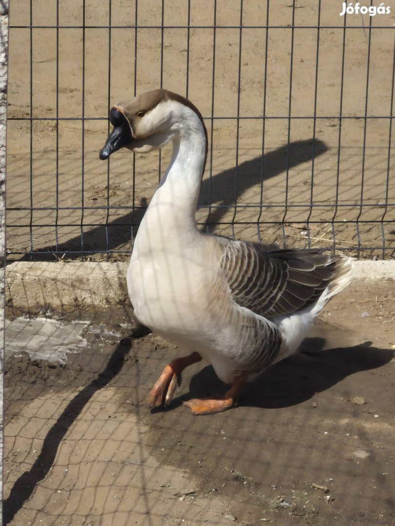 Bütykös liba gúnár