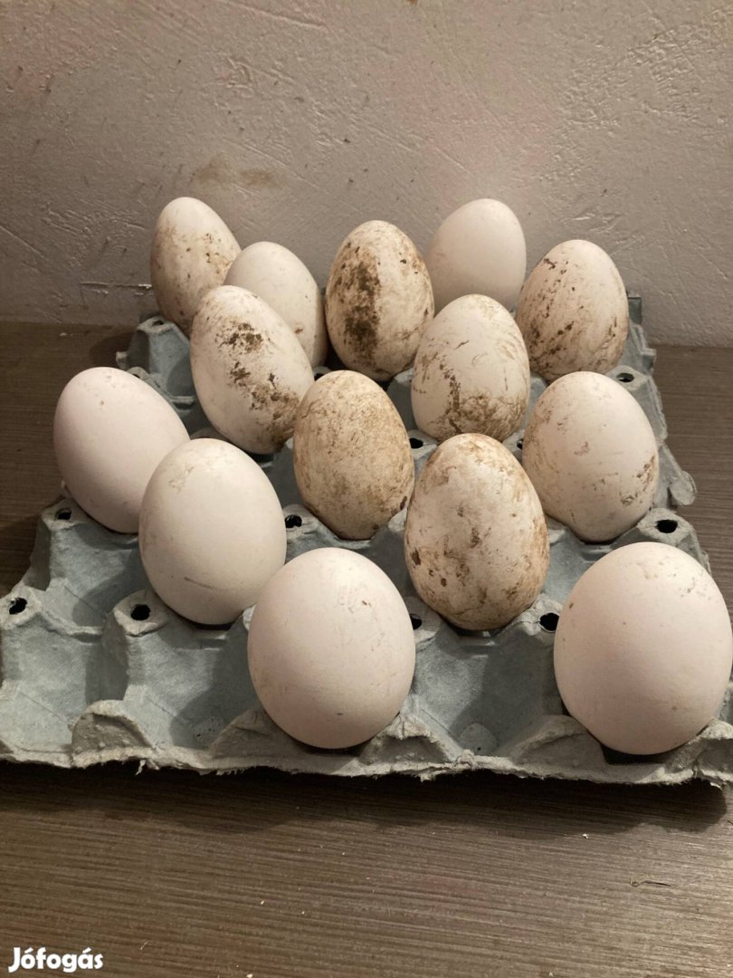 Bütykös liba tojás eladó