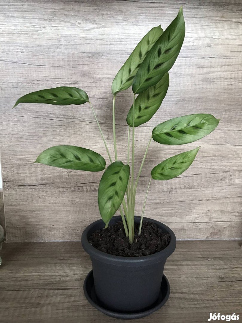 Calathea Leopardina