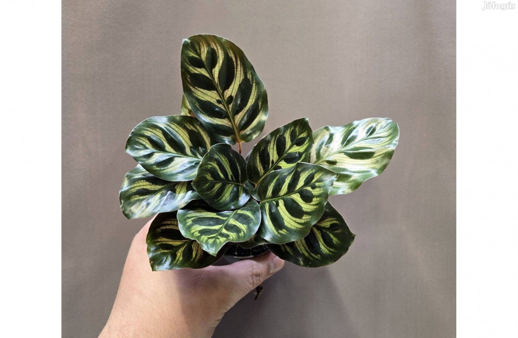 Calathea Makoyana