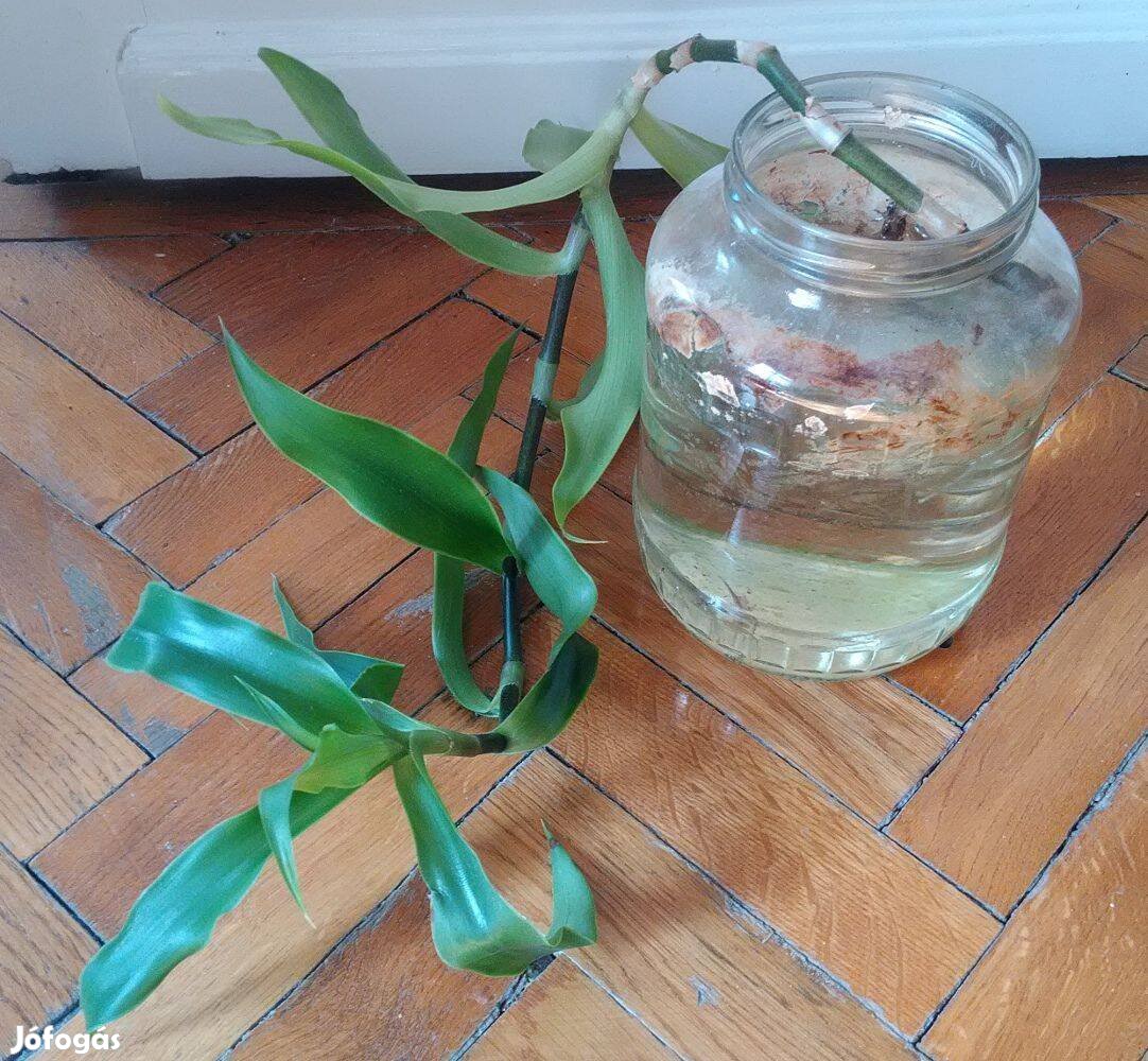 Callisia fragrans szobanövény gyógynövény