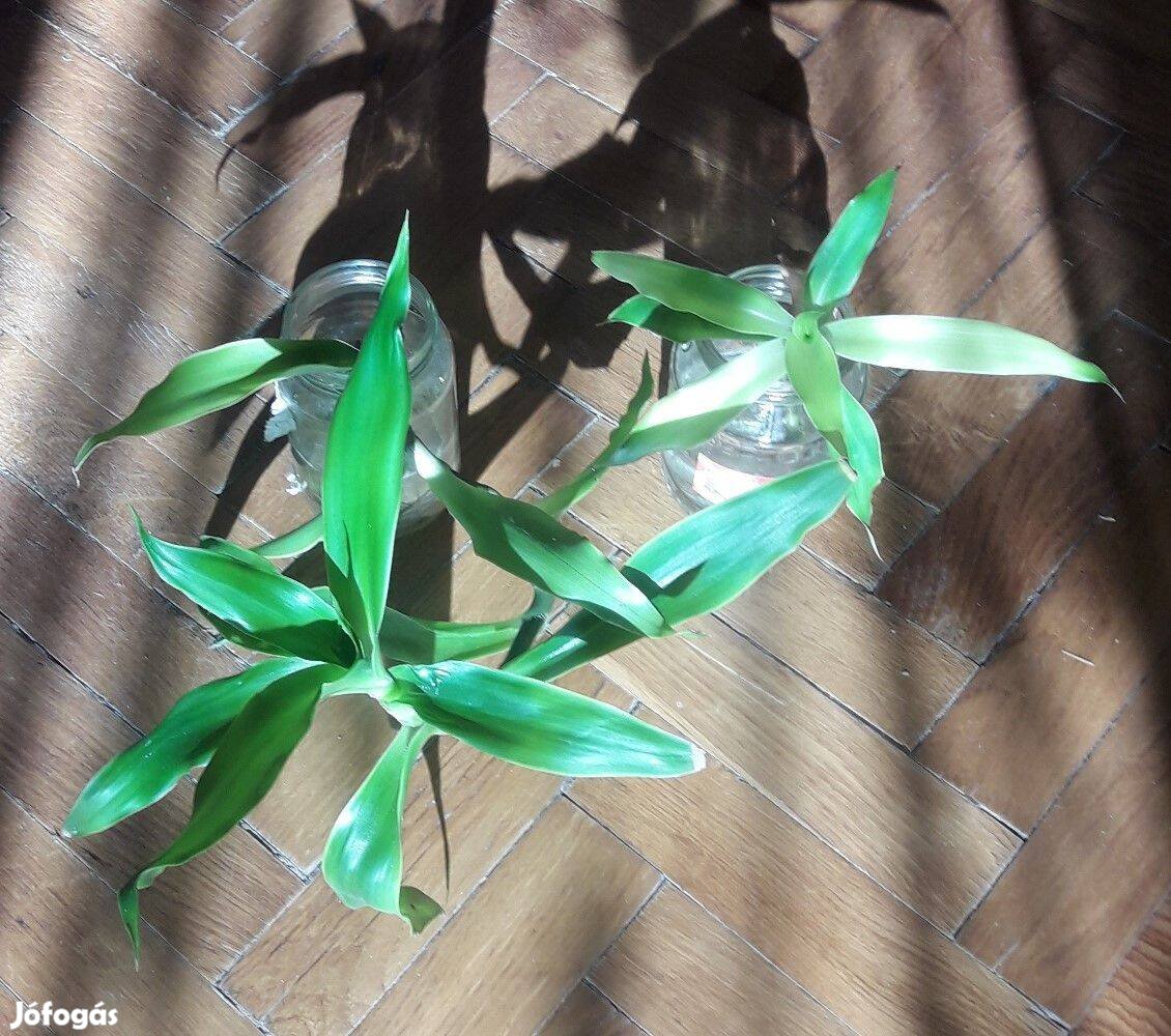 Callisia fragrans szobanövény gyógynövény