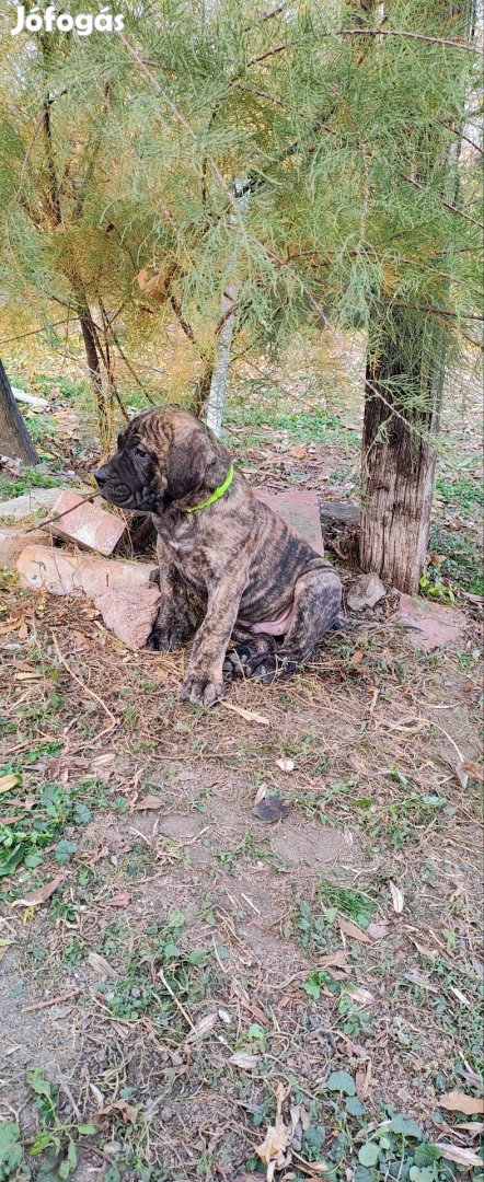 Canario Presa(Kanári szigeteki ) kicsik,örökbe fogadhatók!