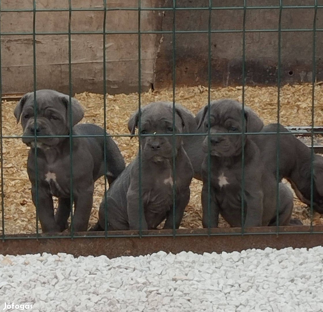 Cane Corso fajtatiszta jellegű kiskutyák eladók