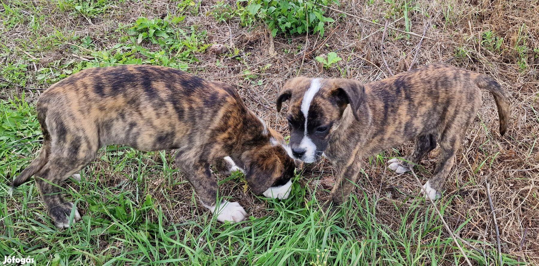 Cane Corso jellegű kiskutyak ingyen elvihetök.