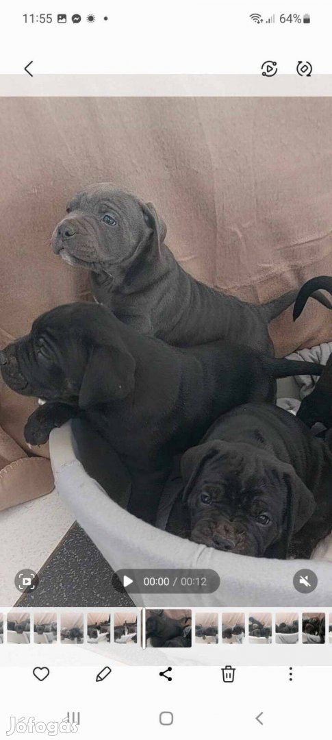 Cane Corso kiskutyák eladók