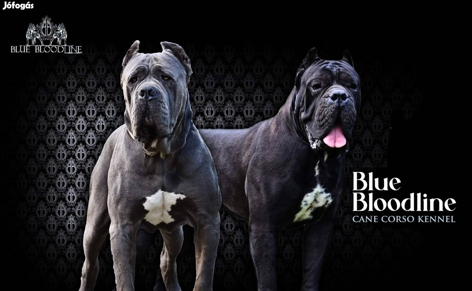 Cane Corso kiskutyák(szerződött ügyfél hírdetés)