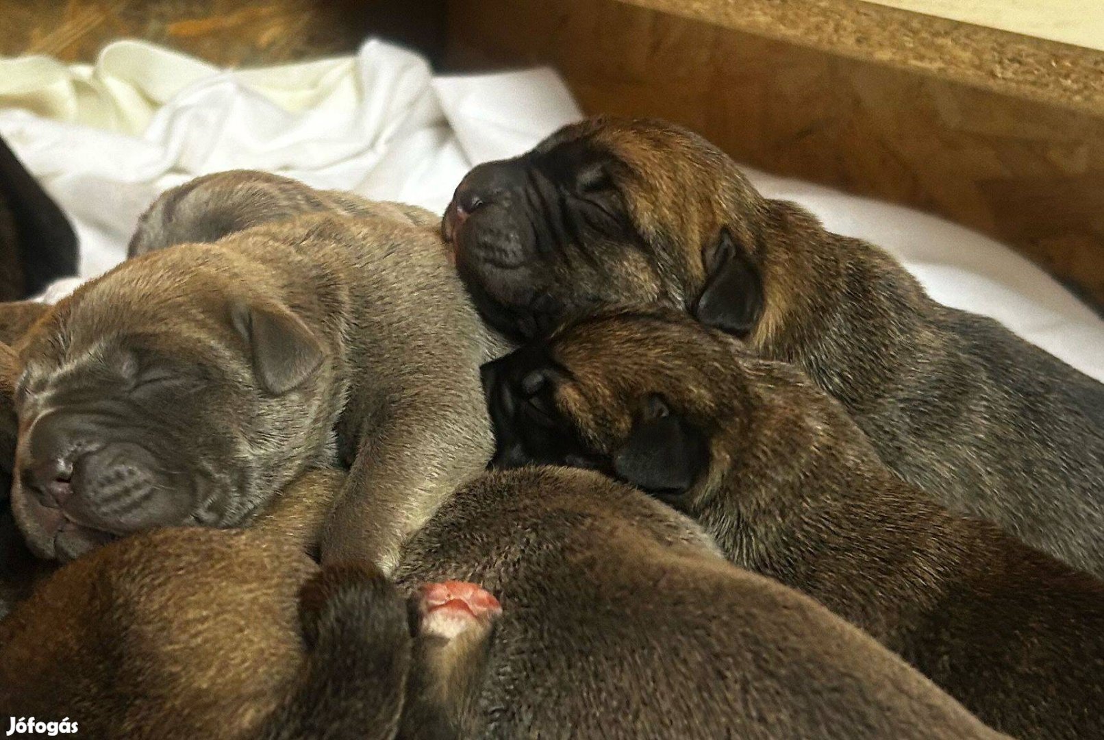 Cane Corso kölykök garanciával EUCH, WCH vonalból tenyésztőtől eladók